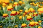 Tiger Eye French Marigold Stock Photo