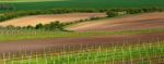 Italian Summer Vineyards Stock Photo