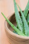 Aloe Vera Stock Photo