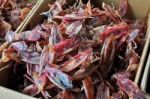 Dried Squid Stock Photo