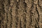 Tree Bark Texture As Background Stock Photo