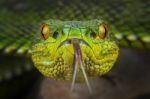 Trimeresurus Purpureomaculatus Stock Photo