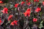 A Group Of Schizostylis Coccinea Flowering In A Park In Funchal Stock Photo