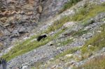 American Black Bear (ursus Americanus) Stock Photo