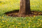 Tree Trunks Stock Photo