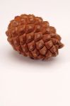 Pine Cone Stock Photo