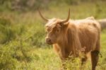 Country Cow Stock Photo