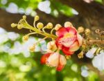 Shorea Robus Flowers Stock Photo