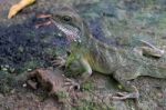 Chinese Water Dragon (physignathus Cocincinus) Stock Photo