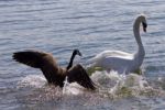 Amazing Image Of The Small Canada Goose Attacking The Swan On The Lake Stock Photo