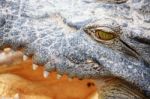 Crocodile Gape Stock Photo