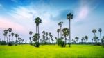 Landscape Of Sugar Palm And Rice Field Stock Photo