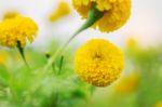 Marigold With Beauty At Sky Stock Photo