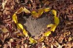 Autumn Leaves In Heart Shape In Natural Yellow Red Orange Color On Ground Stock Photo