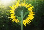 Close Up Of Rear Veiw Sunflowers Blooming Against Morining Light Stock Photo