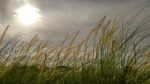 Side Way Grasses And Flower Stock Photo