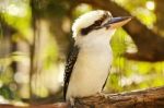 Kookaburra Gracefully Sitting In A Tree Stock Photo