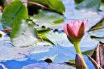 Water Lilly Flower Stock Photo