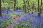 Bluebell Wood Stock Photo