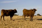 Brown Cow Stock Photo