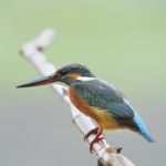 Female Common Kingfisher Stock Photo