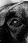 Eye Of Dog Stock Photo