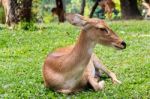 Brown Female Antelope In Grass Field Stock Photo