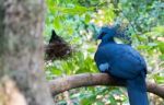 Victoria Crowned Pigeon Stock Photo