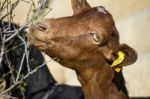 Brown Domestic Goat Stock Photo