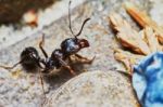 Ant Outside In The Garden Stock Photo