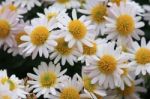 Daisies Stock Photo