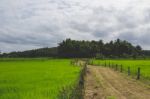 Pathway Though A Green Field Stock Photo