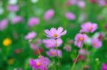 Cosmos Flower Field Stock Photo