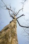 Dead Trees After Fire Stock Photo