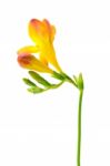 Delicate Yellow Freesia On The White Background Stock Photo