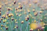 
Xyridaceae Full Bloom Yellow Fields. Look Naturally Beautiful Stock Photo