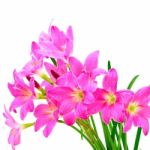 Zephyranthes Lily Stock Photo