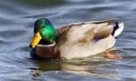 Isolated Picture With A Mallard Swimming In Lake Stock Photo