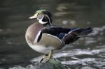 Wood Duck Stock Photo