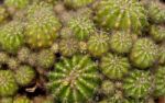 Cactus Stock Photo