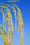 Paddy Rice Stock Photo