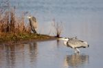 Grey Heron (ardea Cinerea) Walking In The Water Stock Photo