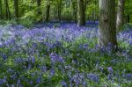 Bluebells In Staffhurst Woods Near Oxted Surrey Stock Photo