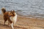 Puppy Collie On The Beach Pet Friendly Stock Photo