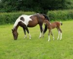 Arab Mare And Coloured Foal Stock Photo