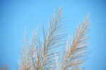 Close Up Of Reeds Grass Against Blue Sky Stock Photo