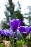 Crocus In Grass Stock Photo