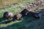 Eurasian Otter (lutra Lutra) In Natural Habitat Stock Photo