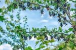 Bush Of Black Currants Stock Photo