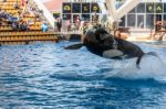 Killer Whale Making A Splash Stock Photo